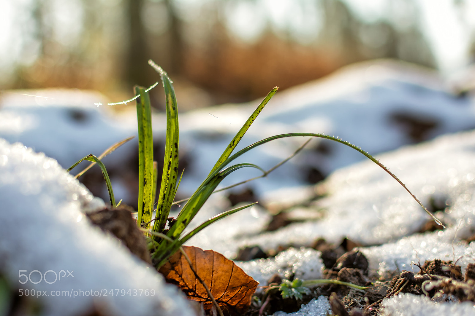 Nikon D5200 sample photo. Still alive photography