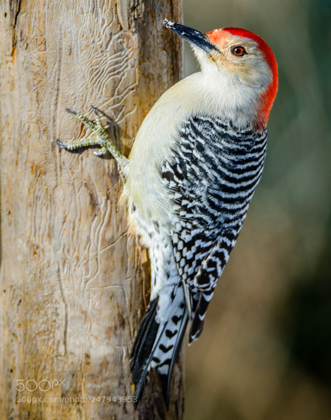 Nikon D7100 sample photo. Red-bellied woodpecker photography