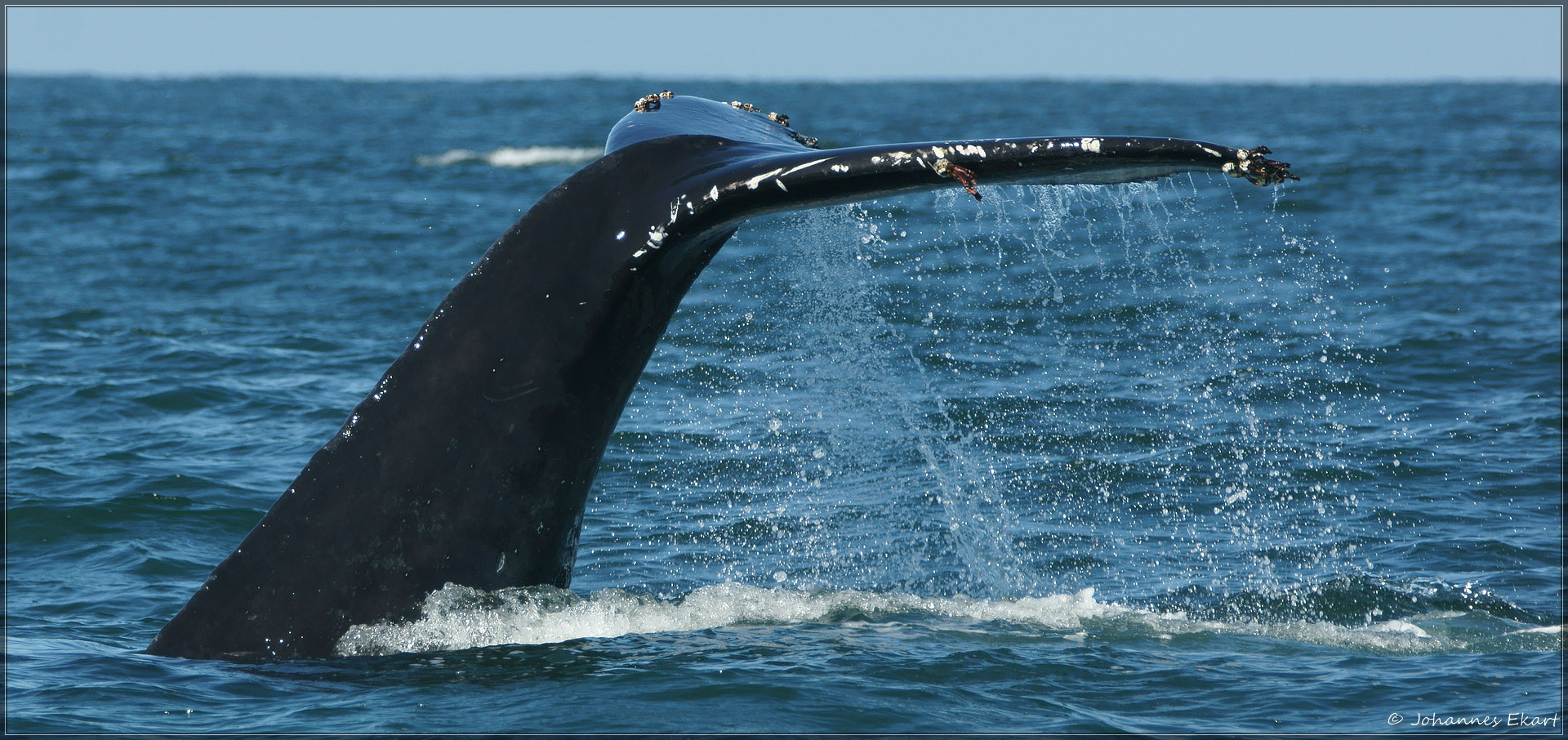 Sony SLT-A77 sample photo. Humpback whale photography