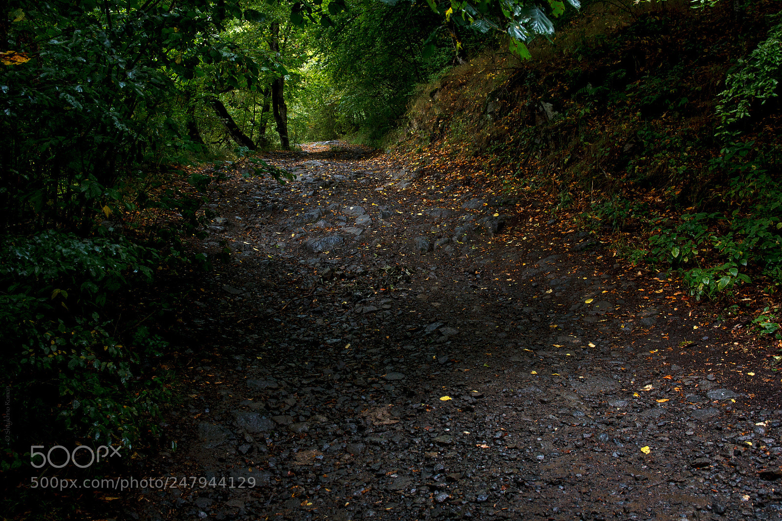 Canon EOS 60D sample photo. Mountain forest road photography