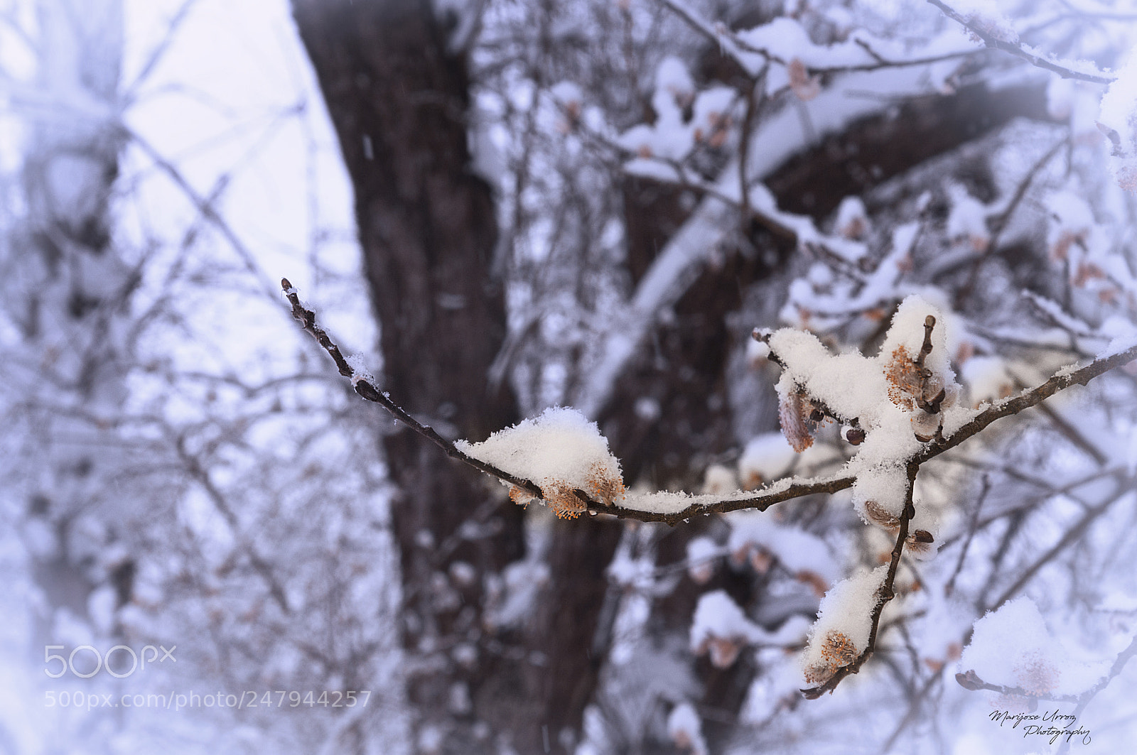 Nikon D300 sample photo. Winter or spring ? photography