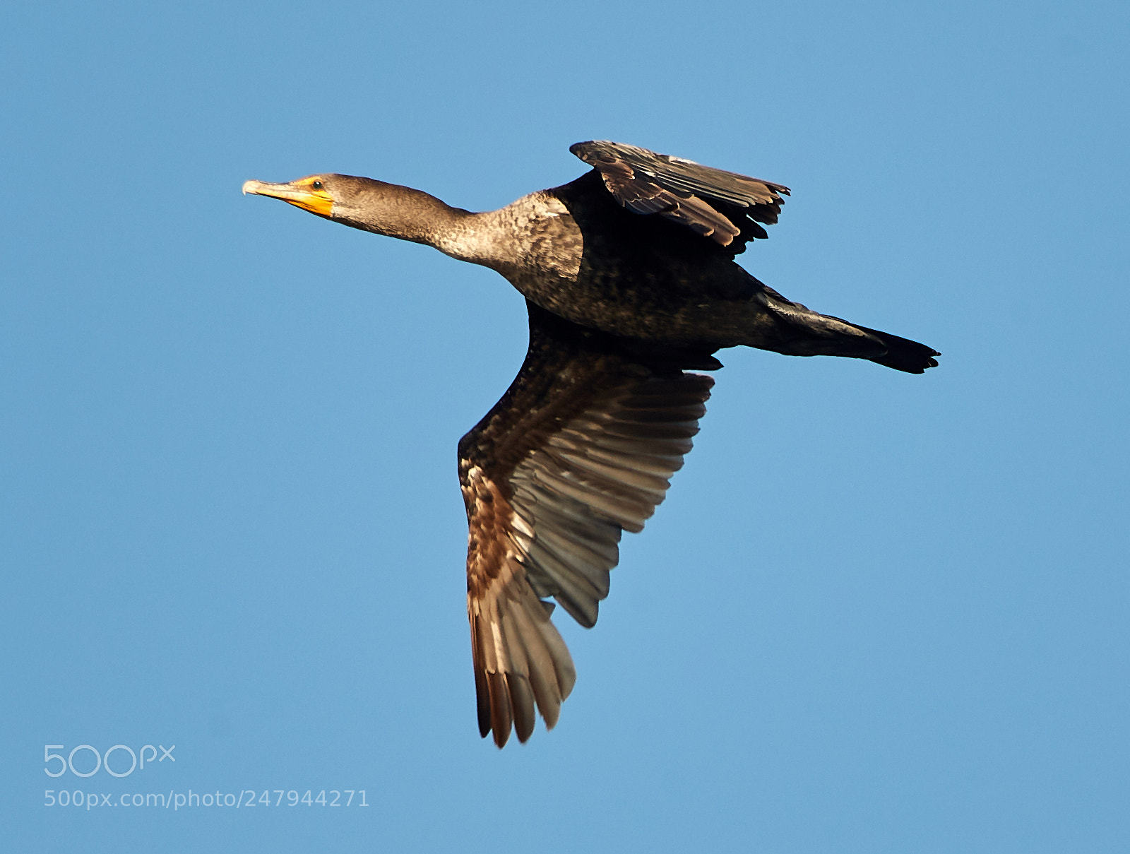 Canon EOS-1D X Mark II sample photo. 03-02-18-0005891.jpg photography