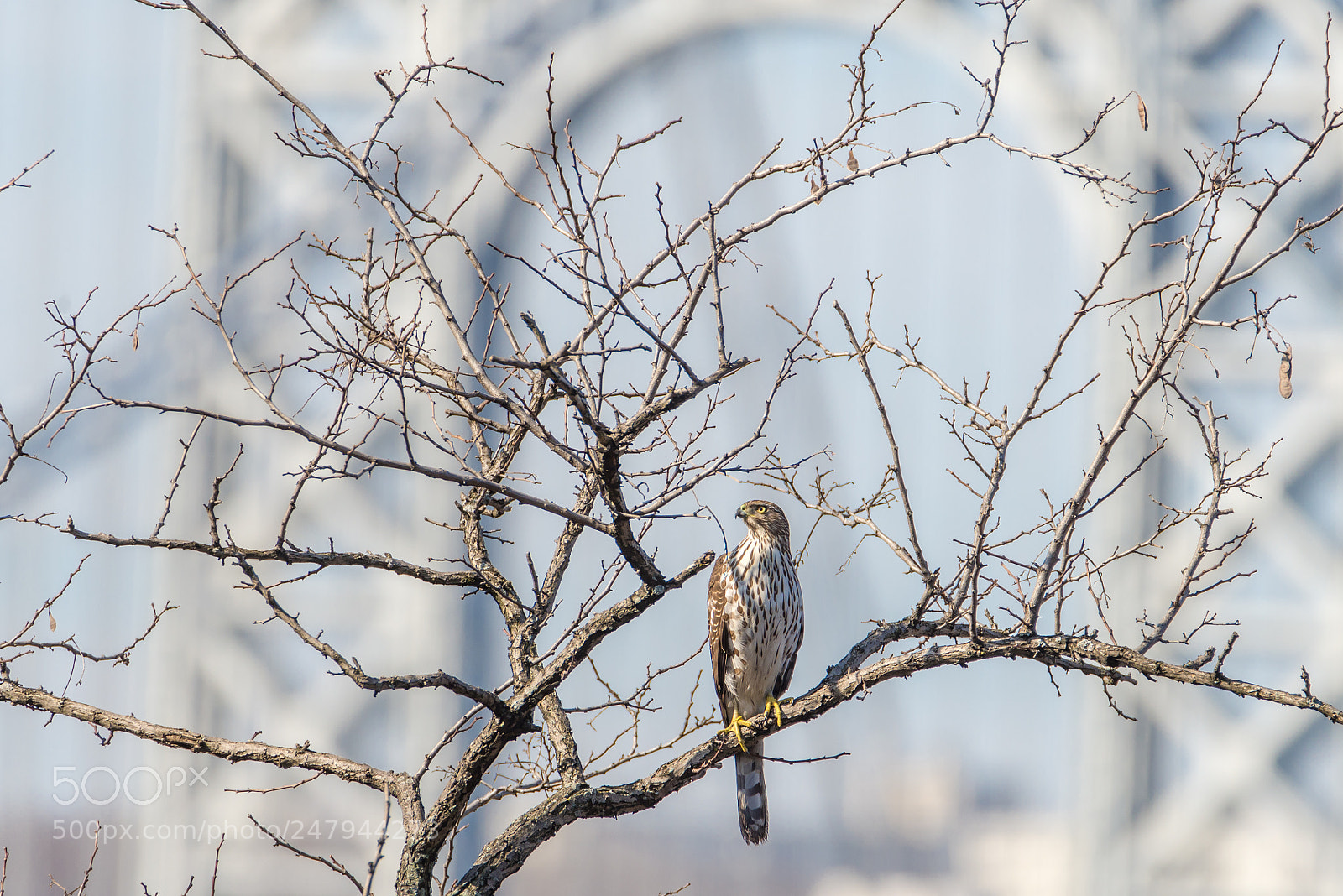 Nikon D600 sample photo. Cooper's hawk photography