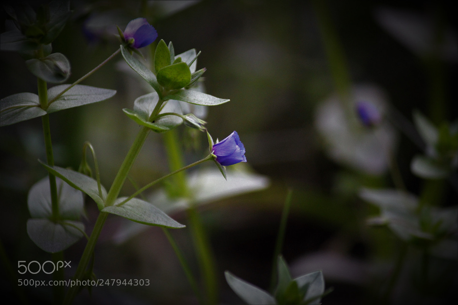 Canon EOS 550D (EOS Rebel T2i / EOS Kiss X4) sample photo. Blue pimpernel photography