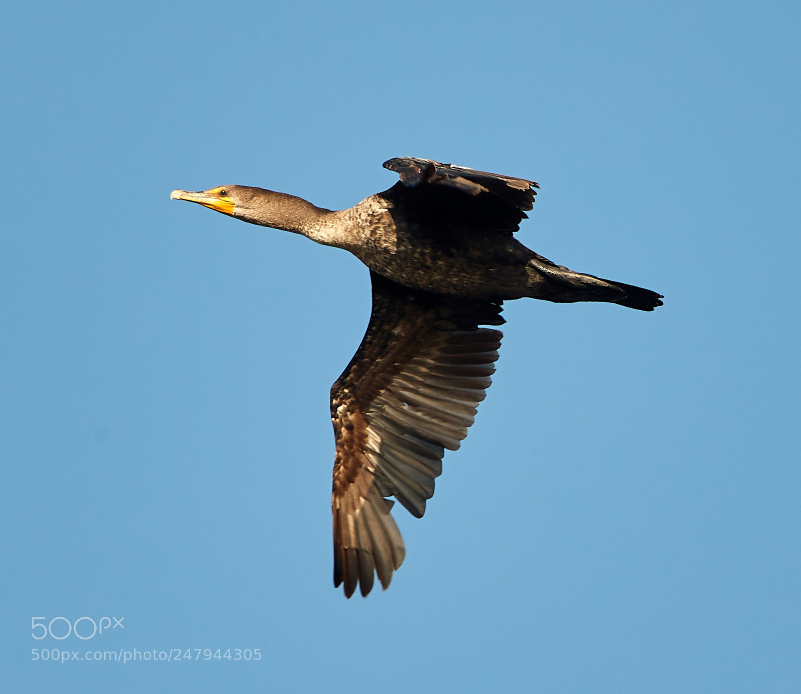 Canon EOS-1D X Mark II sample photo. 03-02-18-0005890.jpg photography