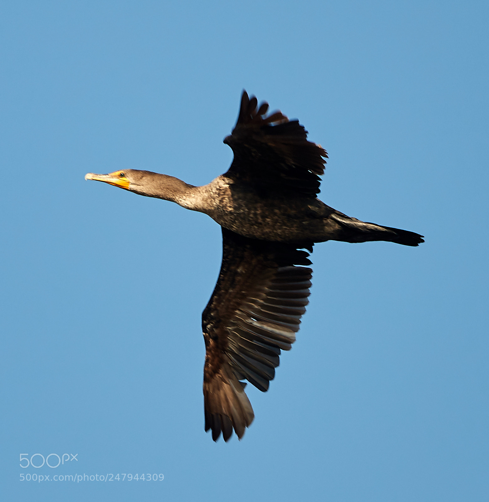 Canon EOS-1D X Mark II sample photo. 03-02-18-0005889.jpg photography