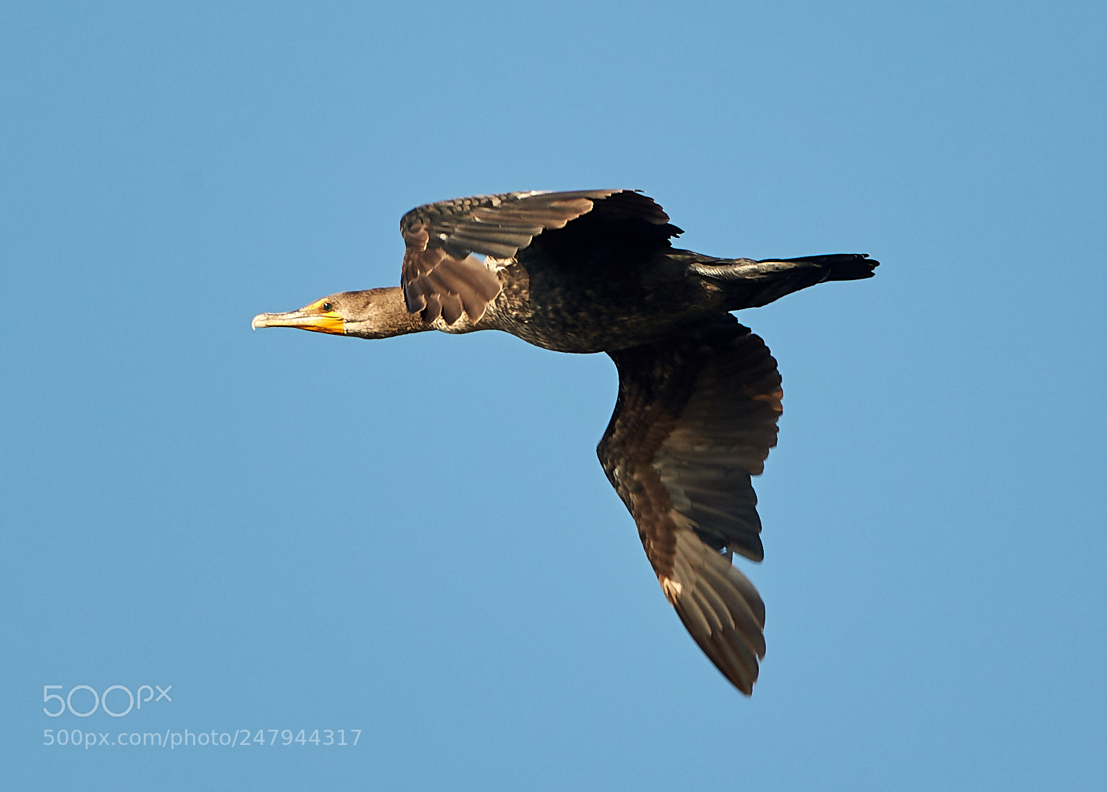 Canon EOS-1D X Mark II sample photo. 03-02-18-0005887.jpg photography