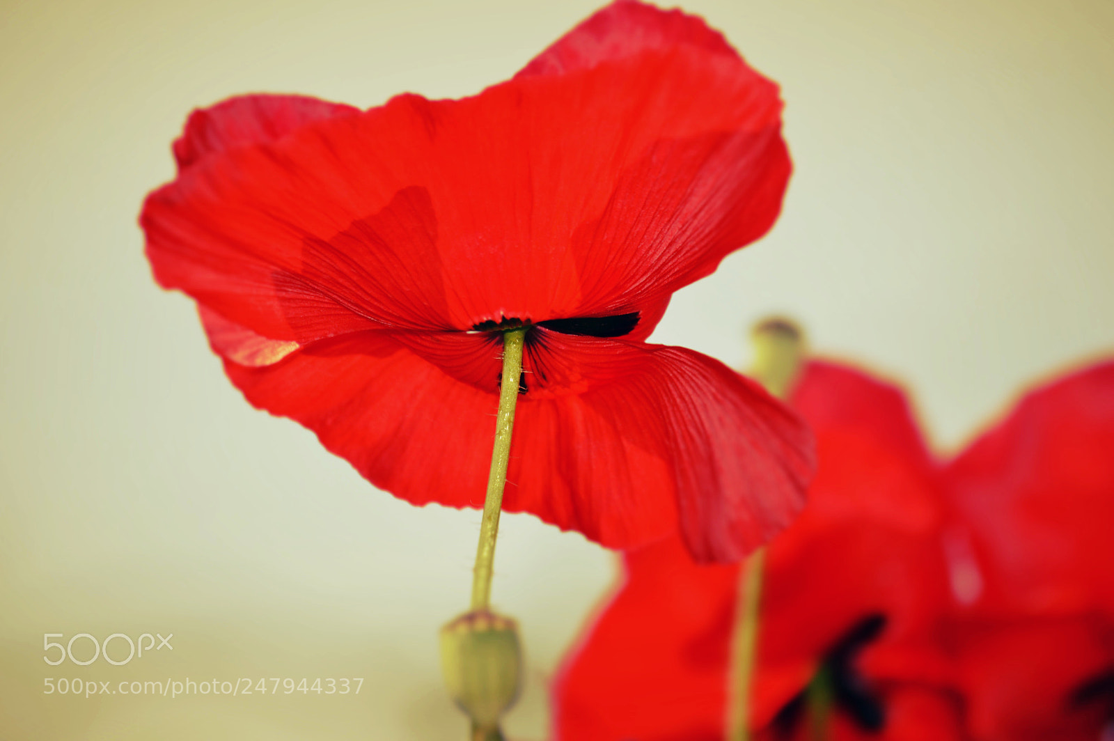 Nikon D3200 sample photo. Flower photography