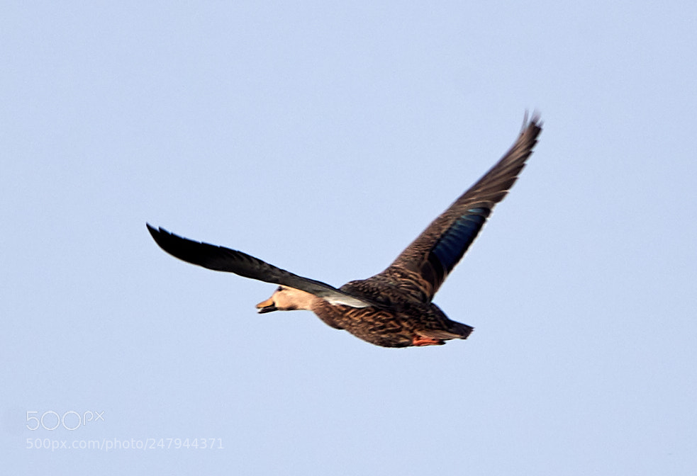 Canon EOS-1D X Mark II sample photo. 03-02-18-0005922.jpg photography