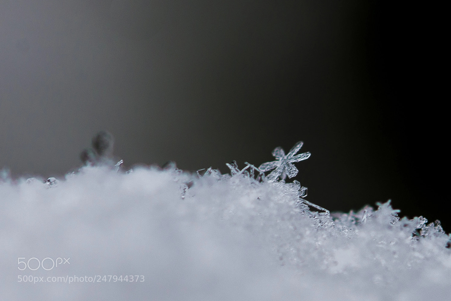 Nikon D800 sample photo. Snow photography