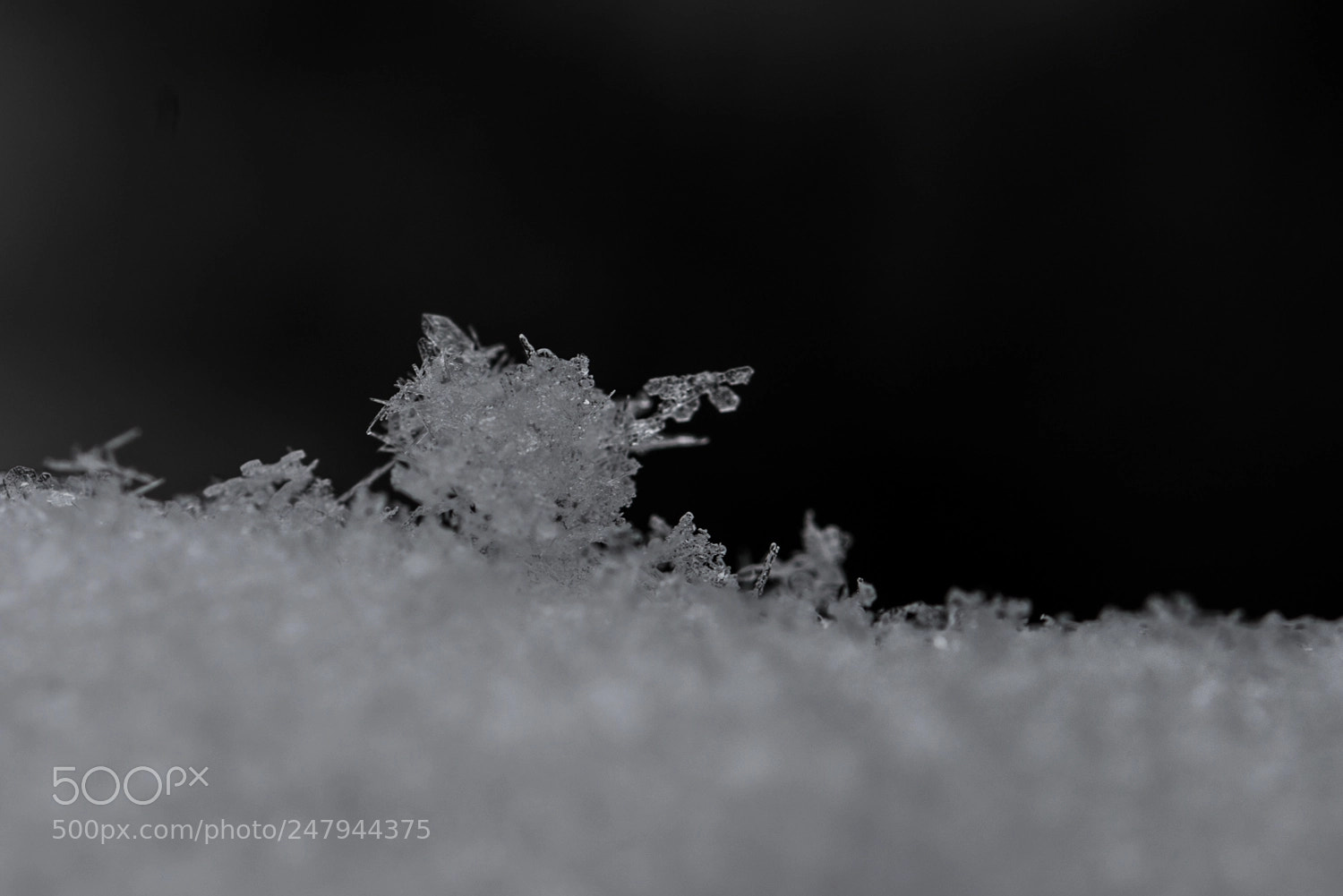 Nikon D800 sample photo. Snow photography