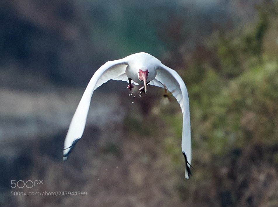 Canon EOS-1D X Mark II sample photo. 03-02-18-0005971.jpg photography