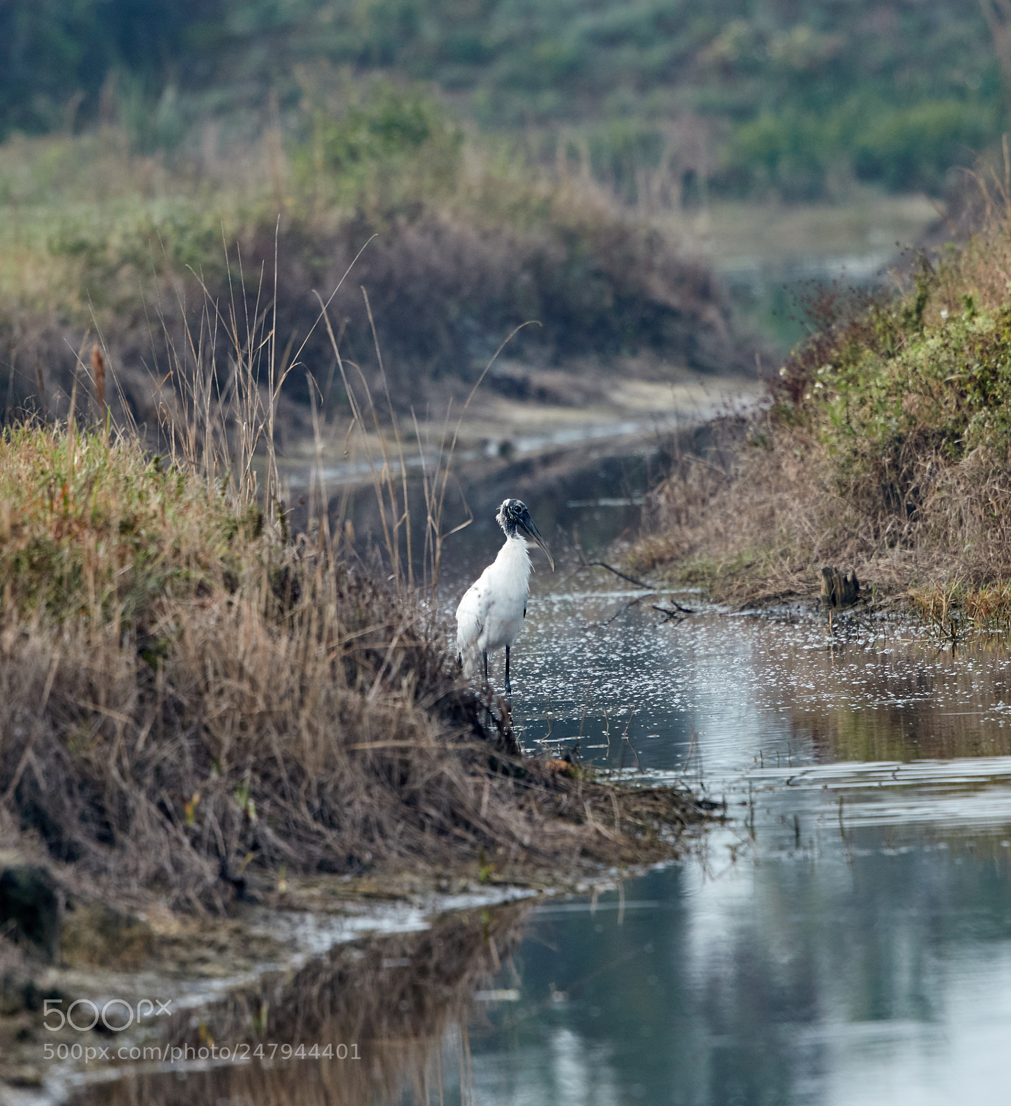 Canon EOS-1D X Mark II sample photo. 03-02-18-0005969.jpg photography
