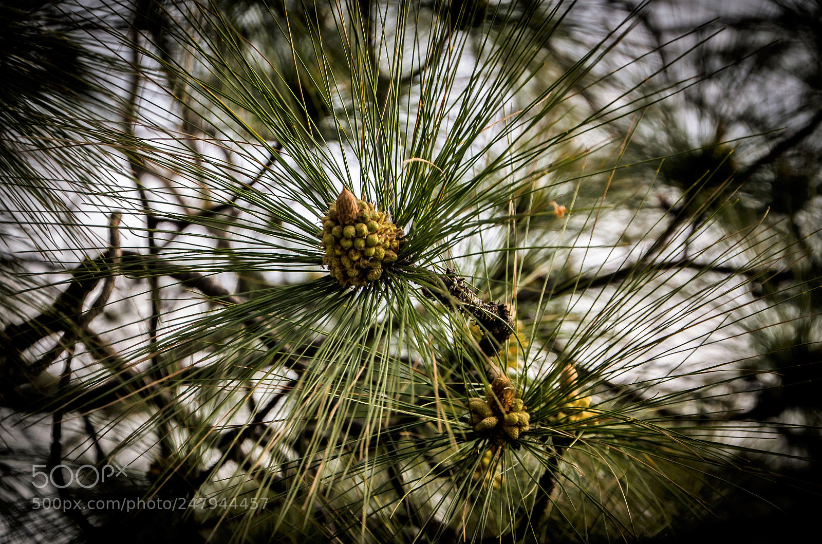 Nikon D5100 sample photo. Protected photography