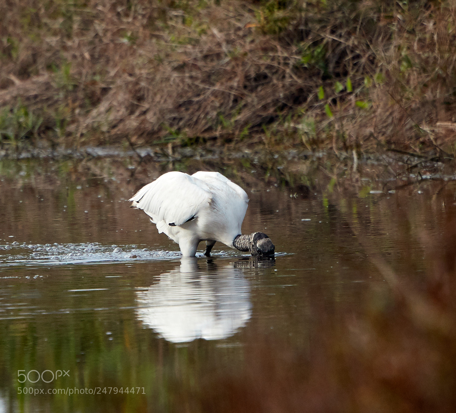 Canon EOS-1D X Mark II sample photo. 03-02-18-0005965.jpg photography