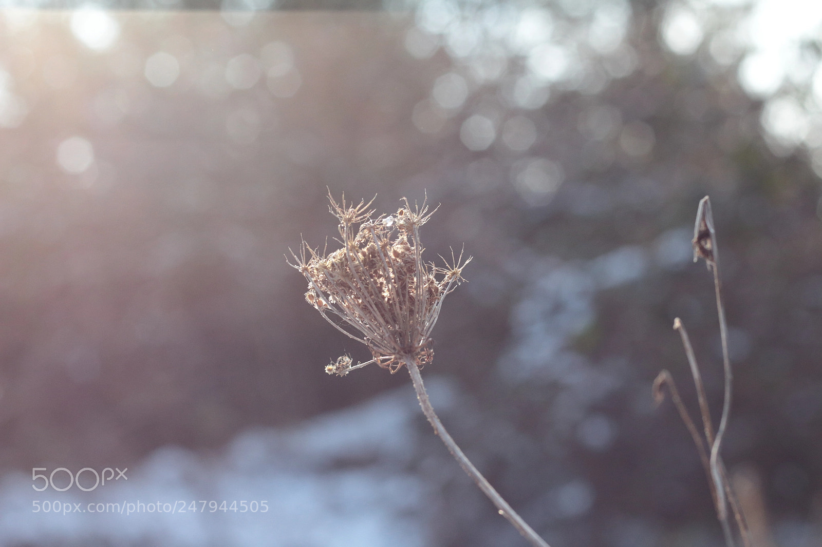 Canon EOS 700D (EOS Rebel T5i / EOS Kiss X7i) + Canon EF 50mm F1.8 STM sample photo. Untitled photography