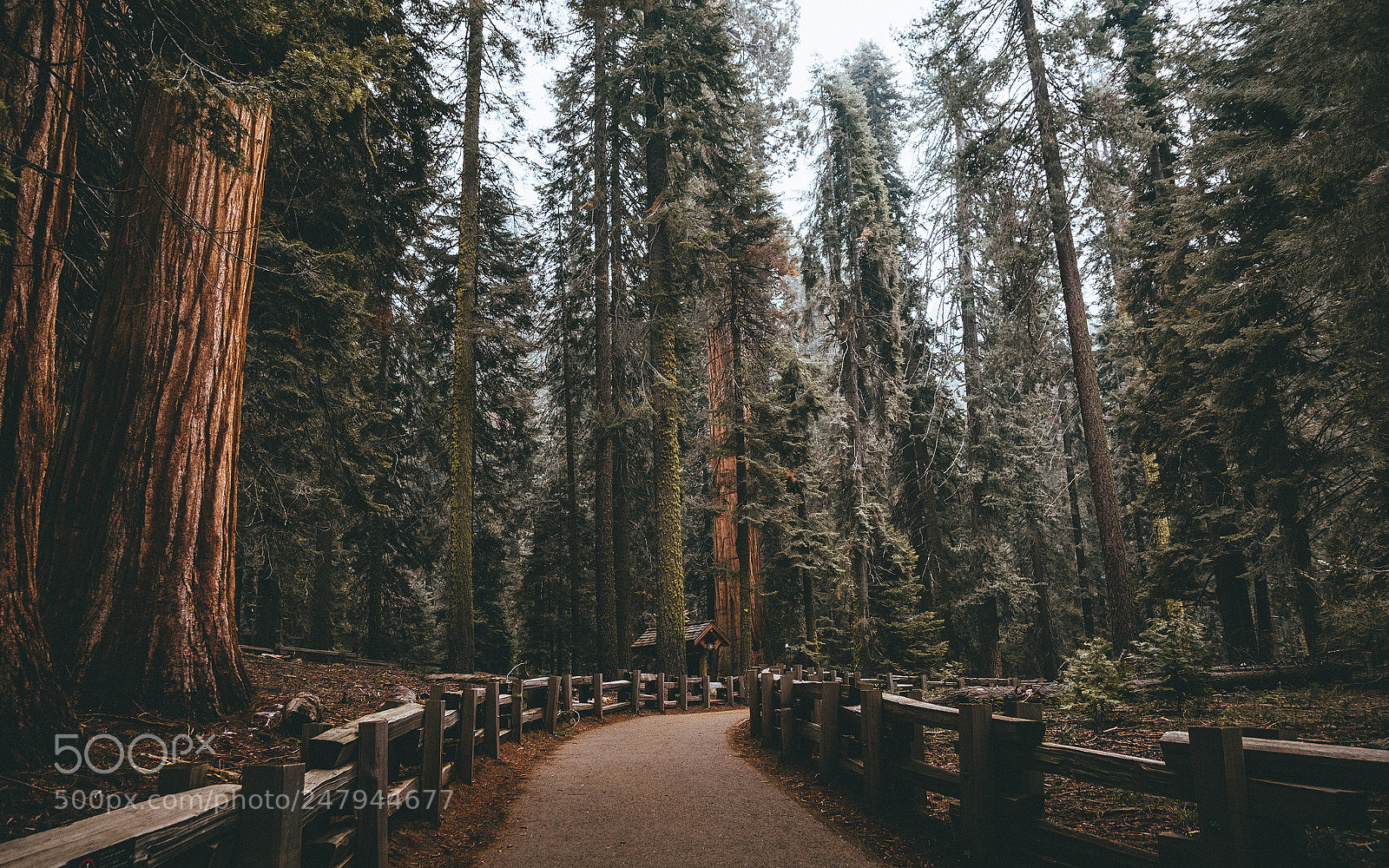 Nikon D7100 sample photo. Forest 0010 photography