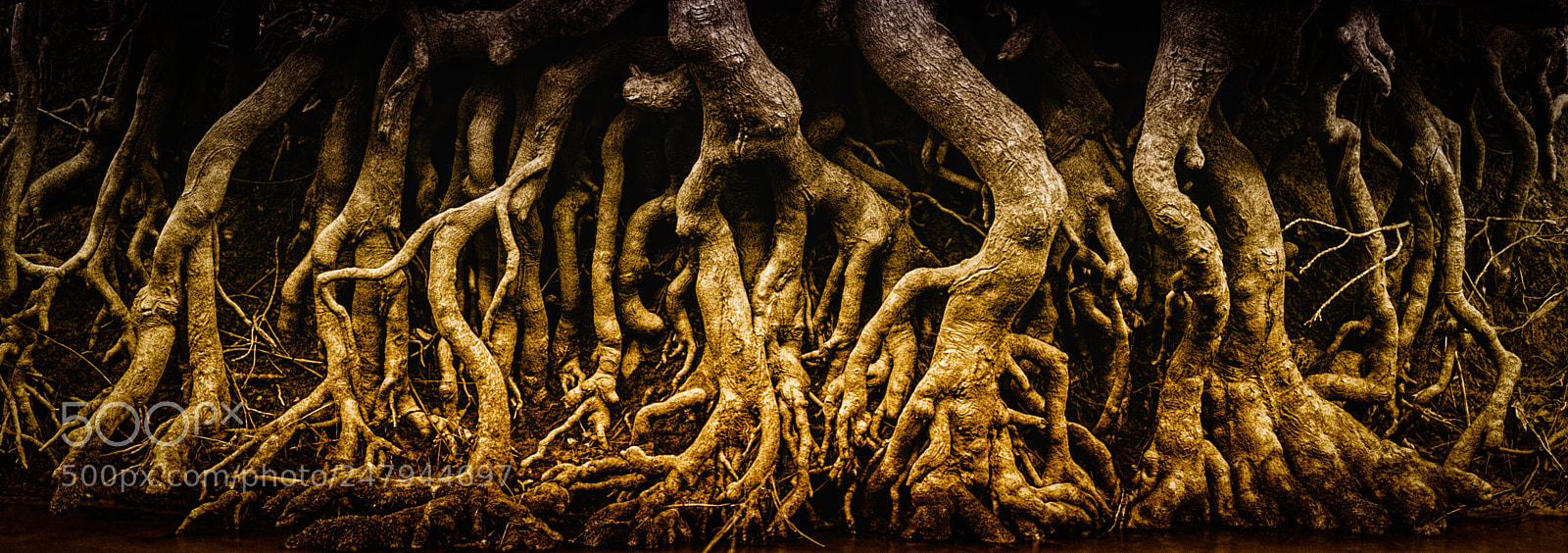 Nikon D810 sample photo. Tree root battle photography