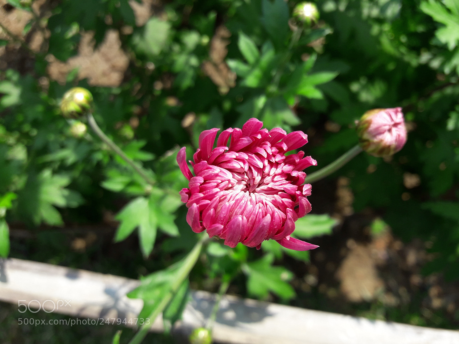 Samsung Galaxy J7 Neo sample photo. Flower photography