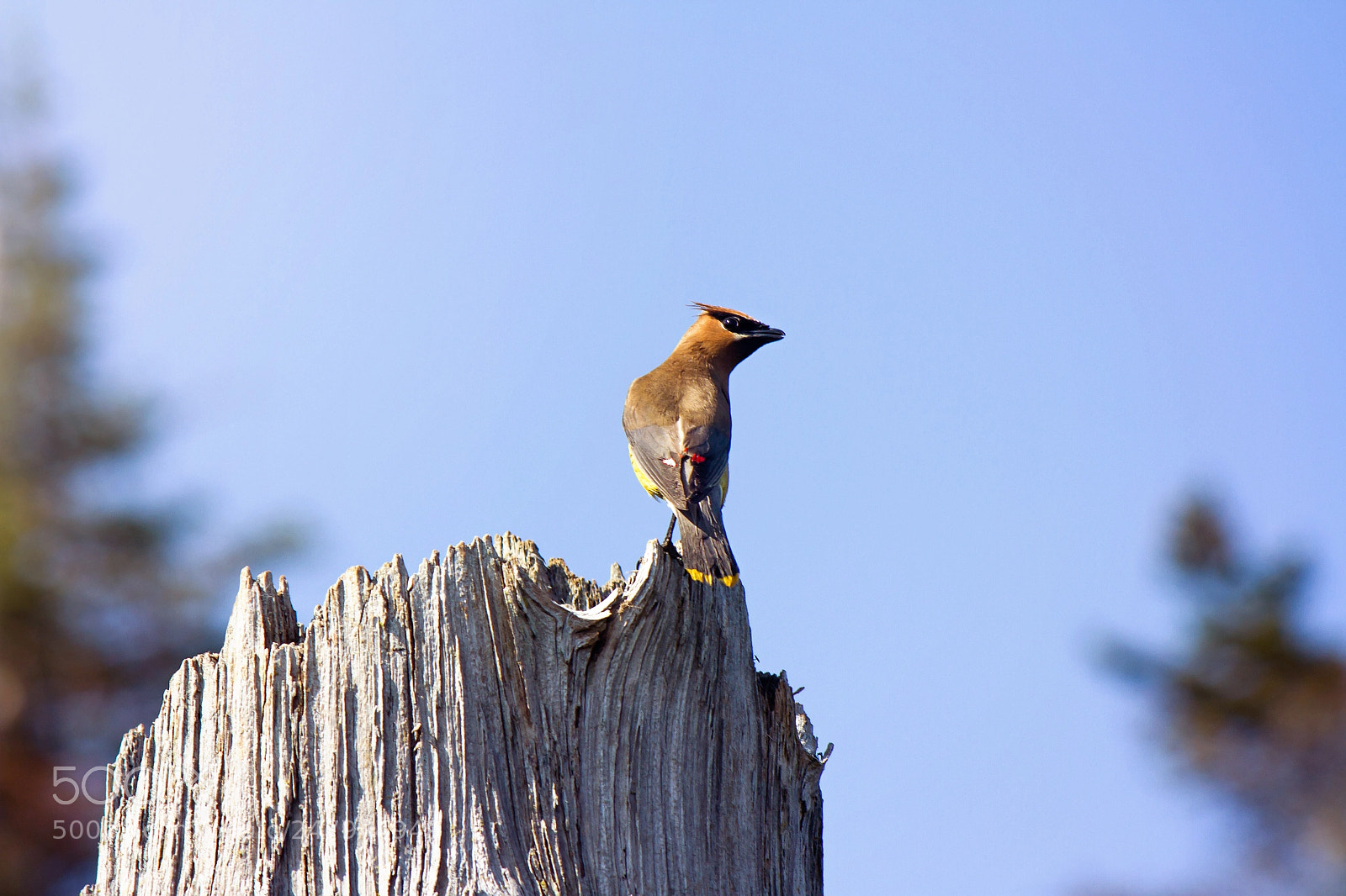 Canon EOS 7D sample photo. Waxwing in the watching photography