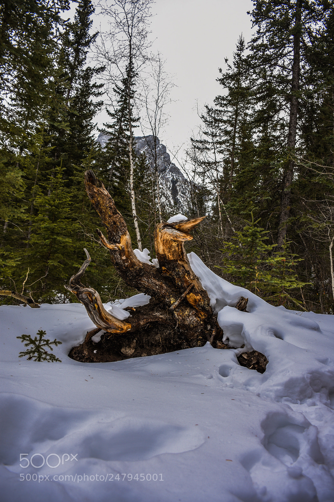 Nikon D7200 sample photo. Like for stump photography