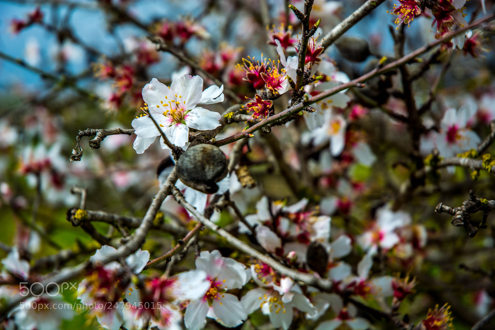 Nikon D5200 sample photo. Almond tree photography