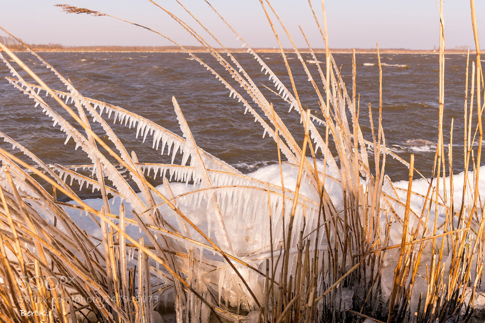 Nikon D500 sample photo. Frozen photography