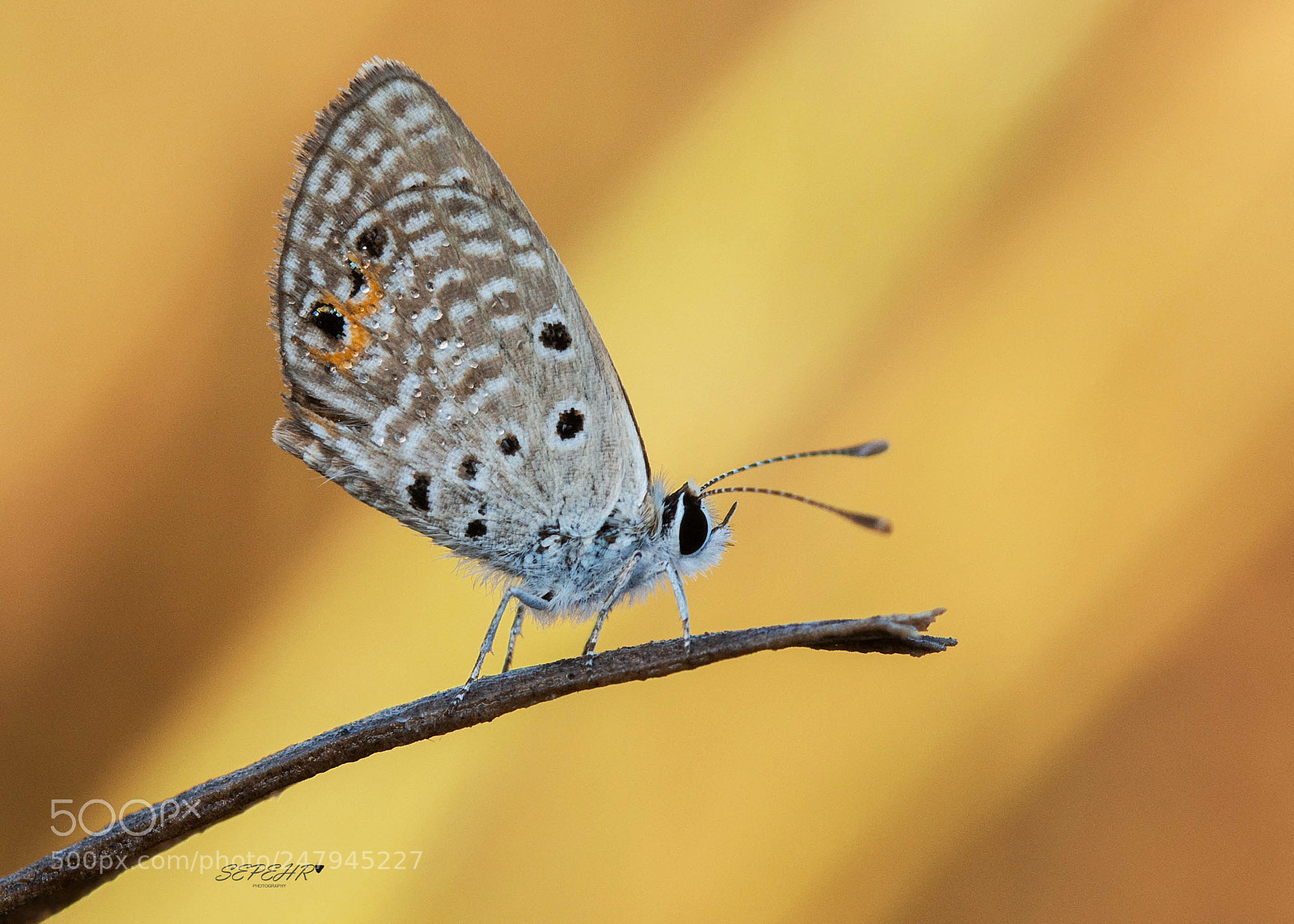 Nikon D7100 sample photo. Talamess photography