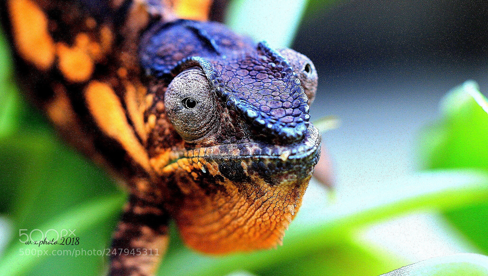 Canon EOS-1Ds Mark III sample photo. Chameleon photography