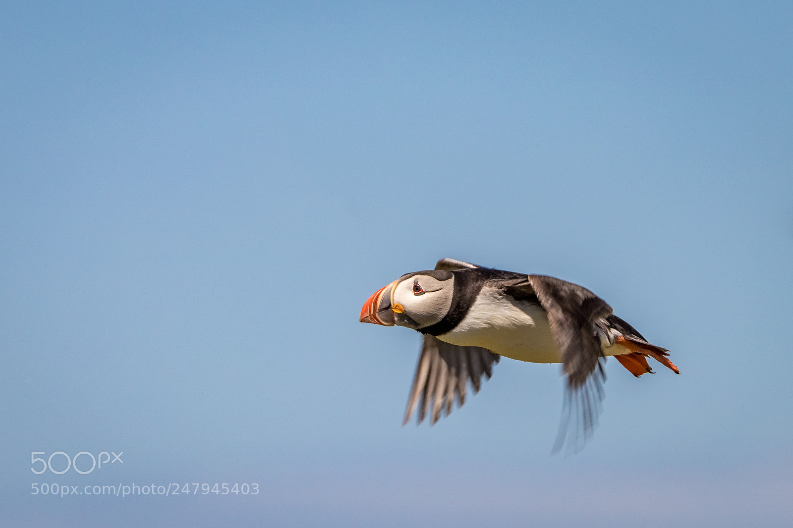 Canon EOS 80D sample photo. Bullet bird - atlantic photography