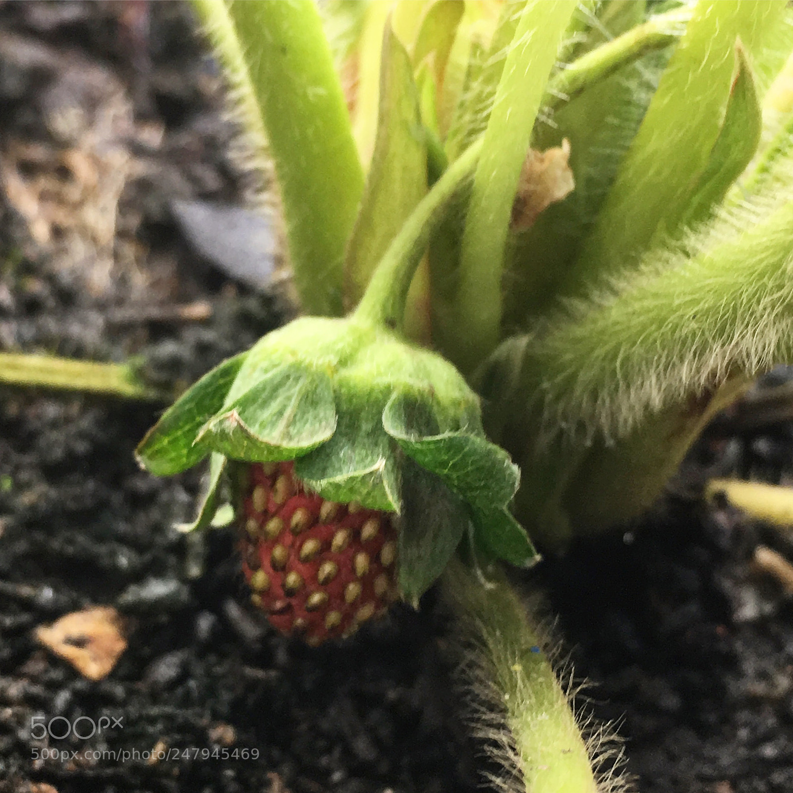 Apple iPhone SE sample photo. Strawberry arising to the photography