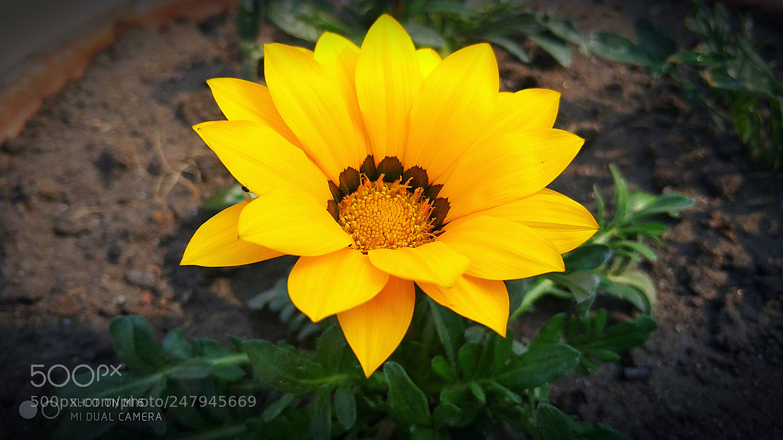 Xiaomi MI6 sample photo. Daizyflower photography