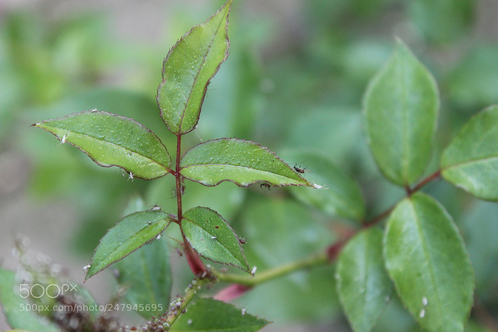 Canon EF-S 18-55mm F3.5-5.6 III sample photo. Insects photography