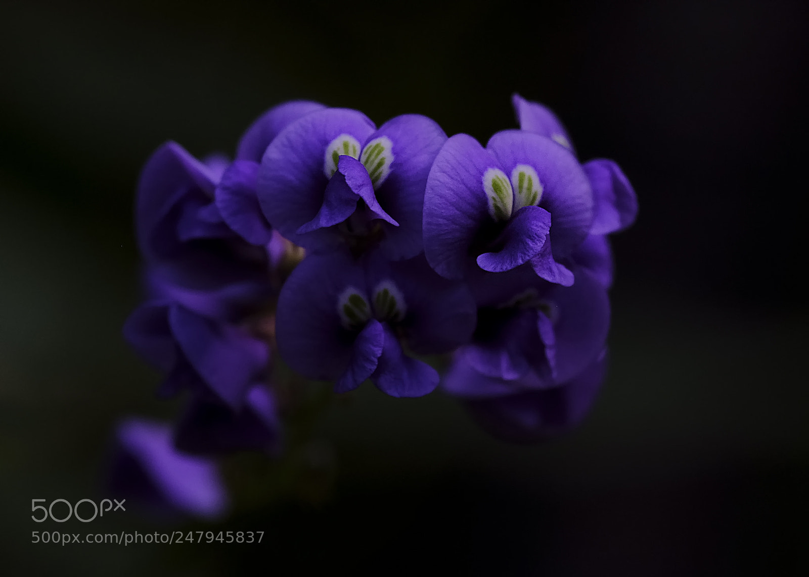 Fujifilm GFX 50S sample photo. Makro 2018 iv photography