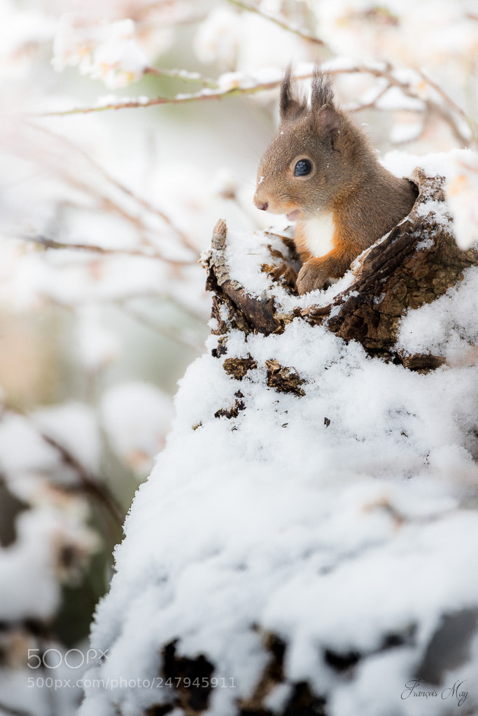 Canon EOS-1D X Mark II sample photo. Lutin en provence photography
