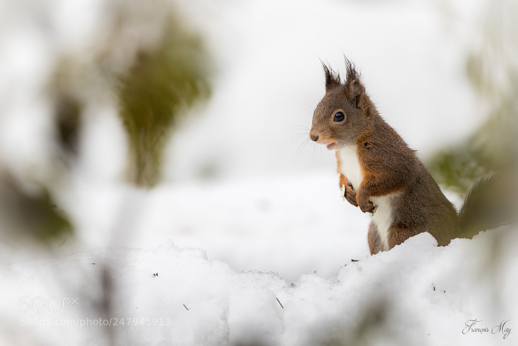 Canon EOS-1D X Mark II sample photo. Lutin en provence photography