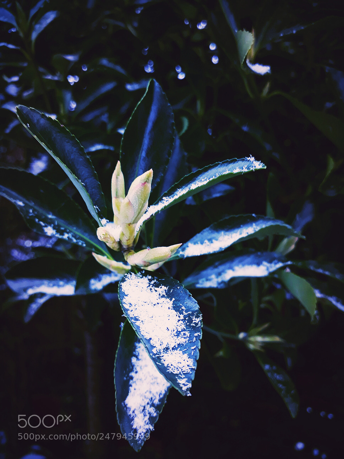 Samsung Galaxy A3(2017) sample photo. Snow photography