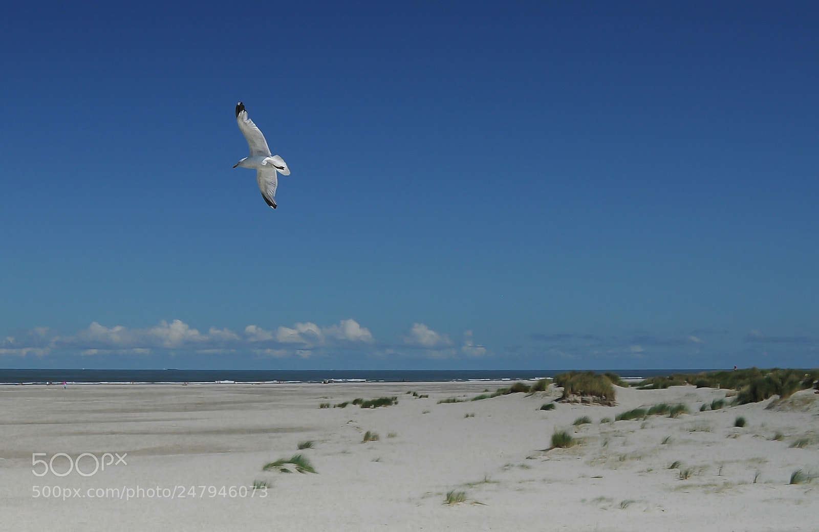 Nikon D5000 sample photo. () photography