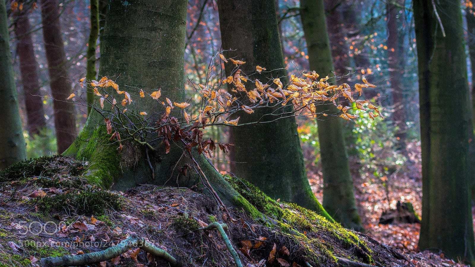 Canon EOS 60D sample photo. Winter in woodland photography