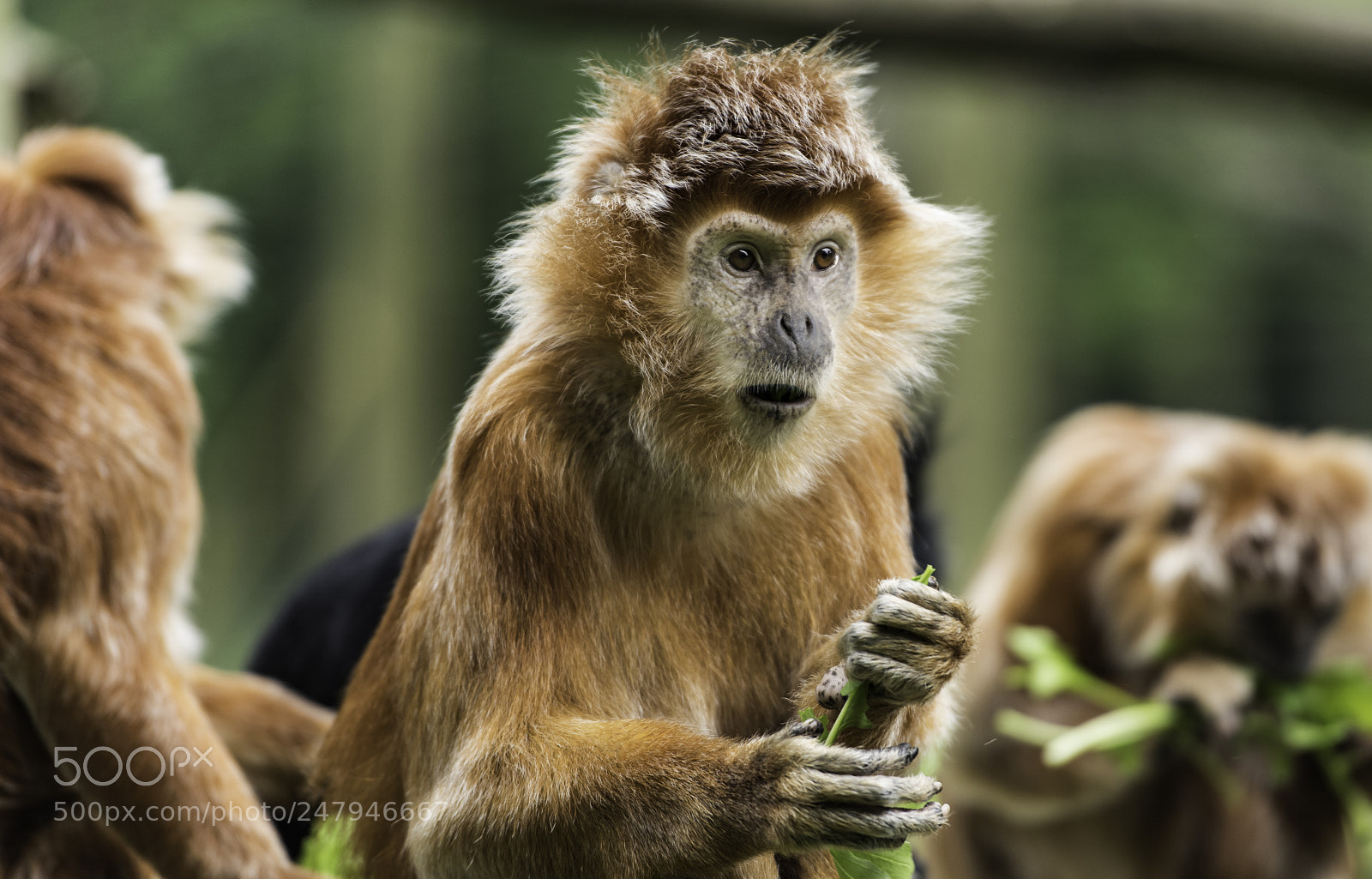 Nikon D810 sample photo. Javan gibbon series photography