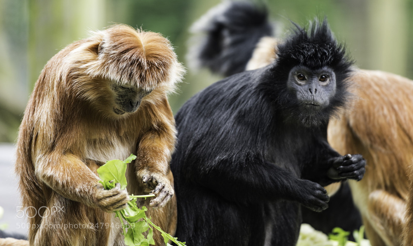 Nikon D810 sample photo. Javan gibbon series photography