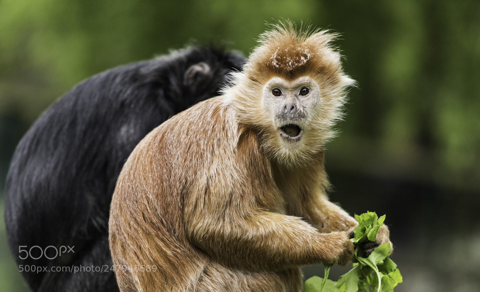 Nikon D810 sample photo. Javan gibbon series photography