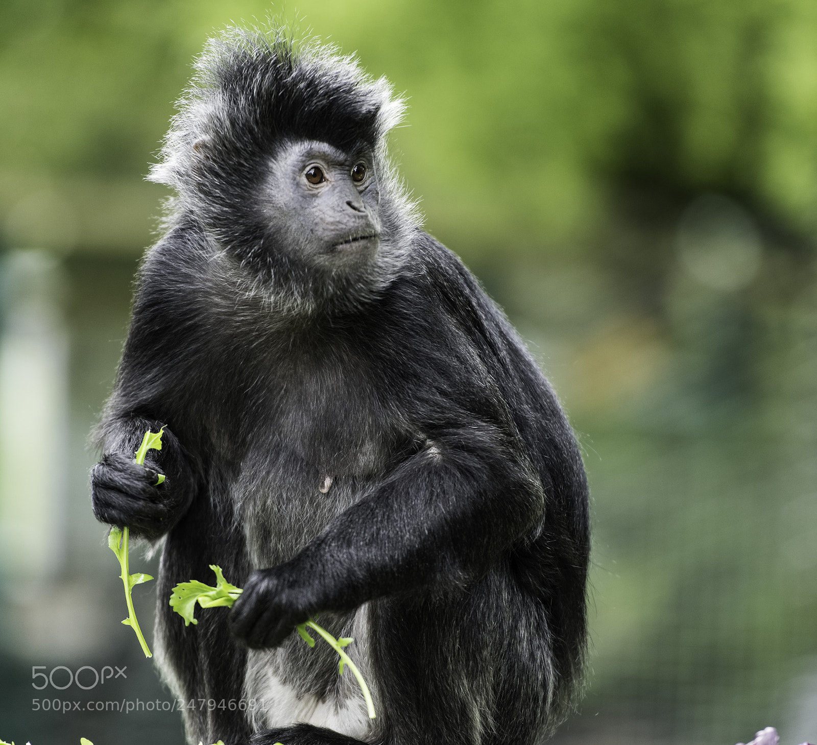 Nikon D810 sample photo. Javan gibbon series photography