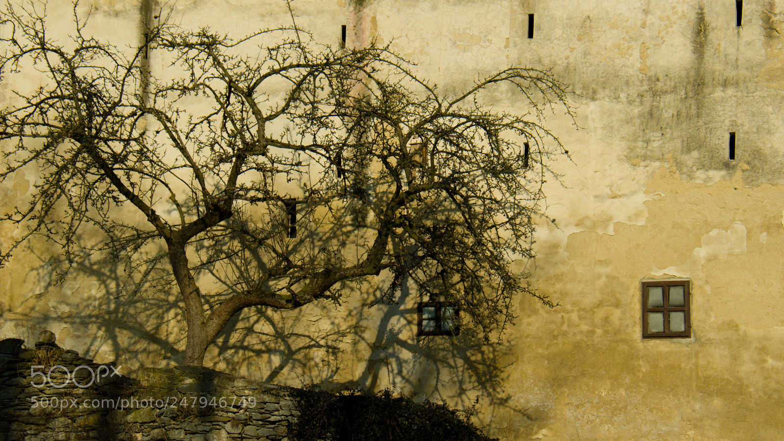 Nikon D7000 sample photo. Old castle, old tree photography