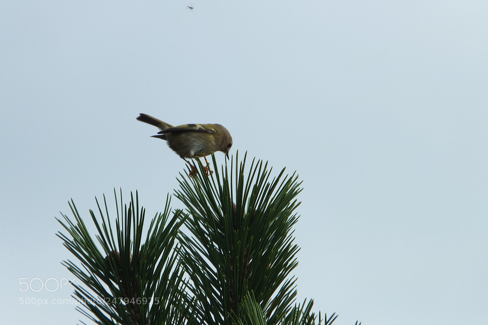 Fujifilm X-S1 sample photo. Goldcrest regulus regulus zlatoglavi photography