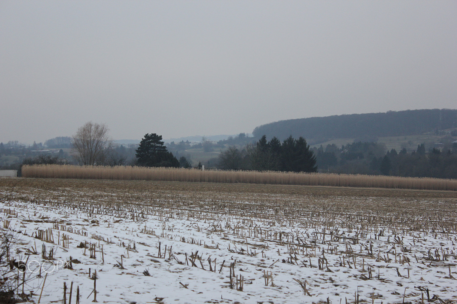 Canon EOS 550D (EOS Rebel T2i / EOS Kiss X4) sample photo. Feld bei nebel photography