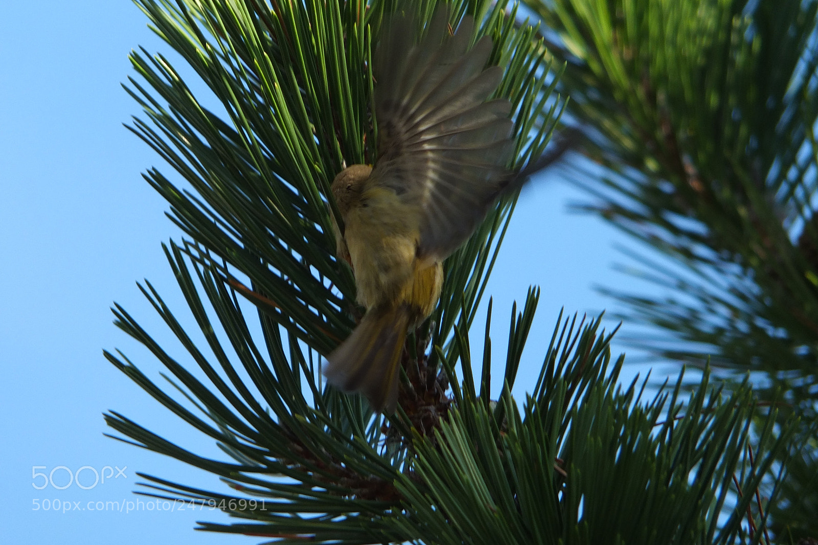 Fujifilm X-S1 sample photo. Goldcrest regulus regulus zlatoglavi photography