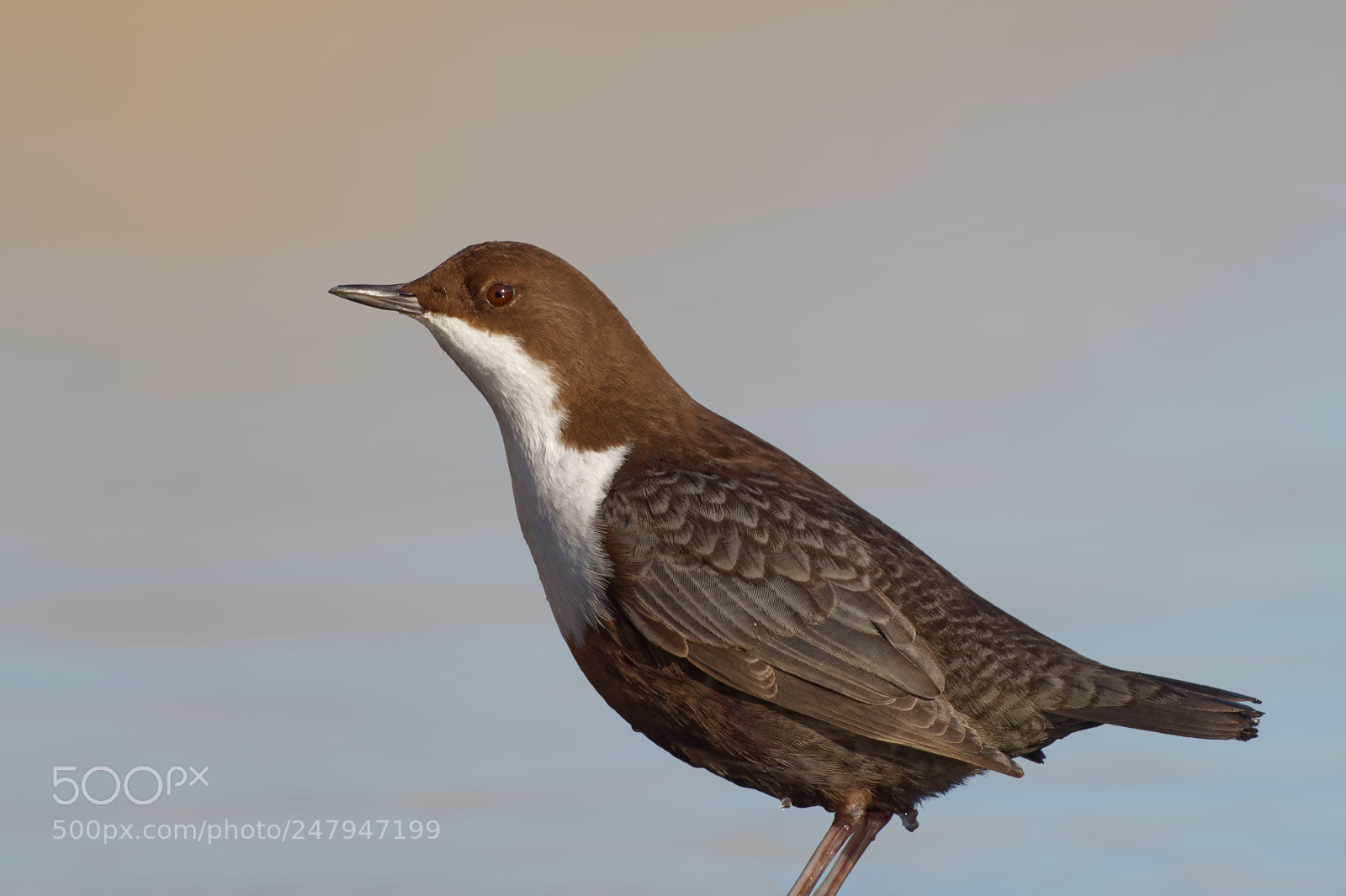 Nikon D5600 sample photo. White-throated dipper (cinclus cinclus) photography