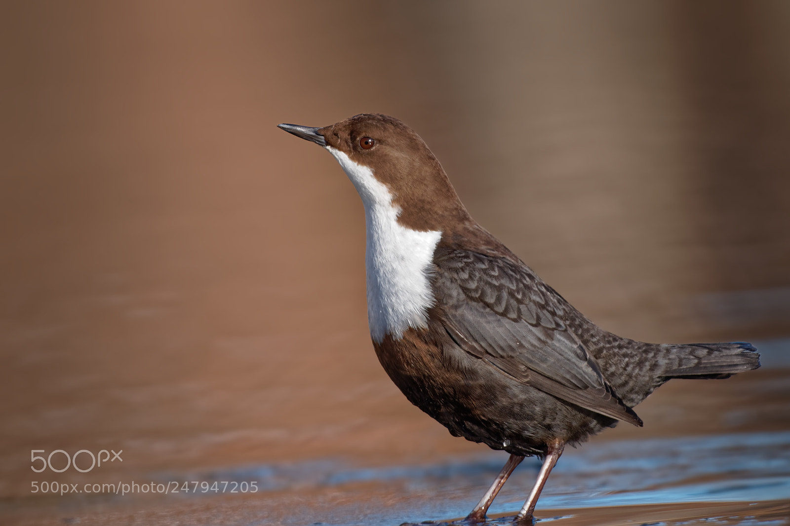 Nikon D5600 sample photo. White-throated dipper (cinclus cinclus) photography