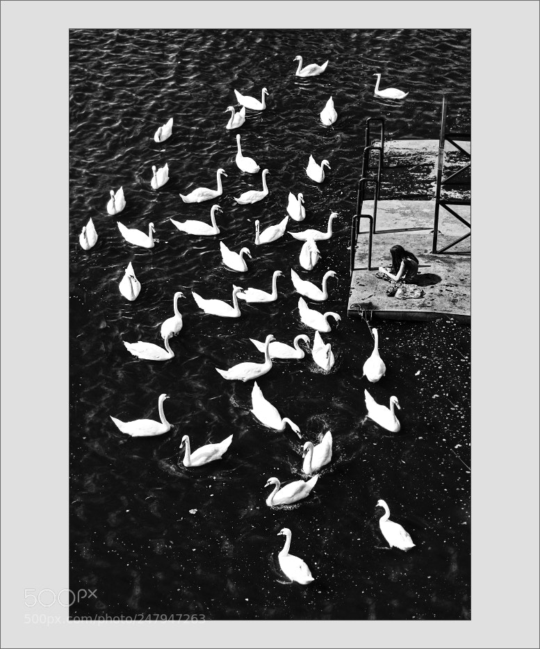 Canon EOS 1200D (EOS Rebel T5 / EOS Kiss X70 / EOS Hi) sample photo. Swan river photography